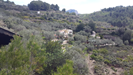 The finca set in the olive grove
